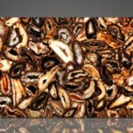 Precious Stone AGATE Phoenix Giant 3