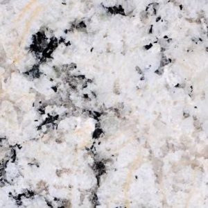 White Delicatus