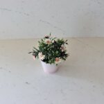Quartz COANTE Dreamy 3