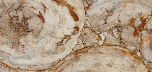 Precious Stone PETRIFIED WOOD Cremo Circular