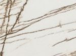 Bianco Fossil 1
