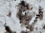 Splendour White