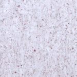 Dazzle White 3
