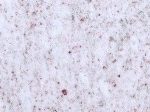 Dazzle White