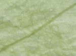 Ming Green